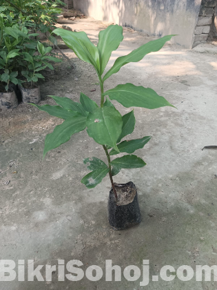 ইনসুলিন প্ল্যান্ট